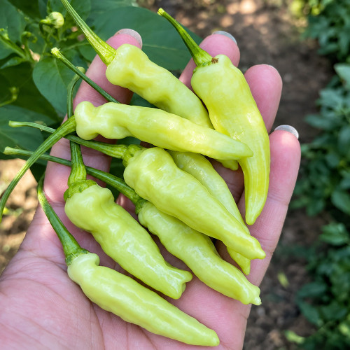 W1361 Extra-Hot Chinese Pickling Pepper Seeds | 3.1 in Cream-to-Red Upright Pods