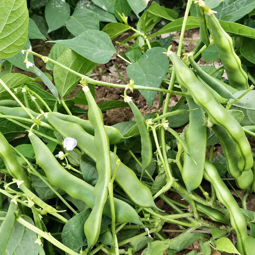W1365 Early Bush Chinese Oil Bean Seeds | 7.9 in Broad Green Pods