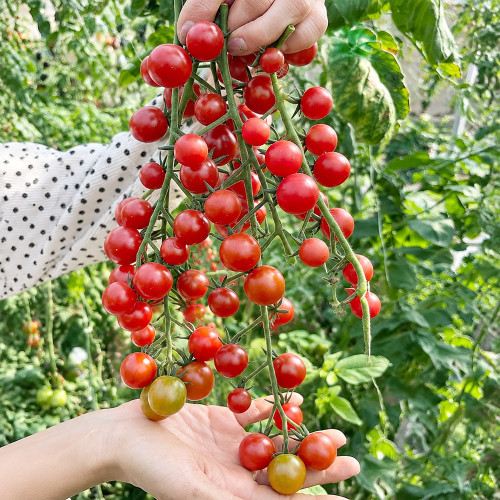 W1366 Sweet Bean Cherry Tomato Seeds | 0.6 oz Glossy Red Fruits