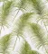 Green Leaf BQ66267-2