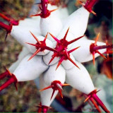 50Pcs Succulent Plants Seeds Garden Nature Euphorbia Obesa Plants Home Rare Cactus Flower Essence Lip Mask VE-29