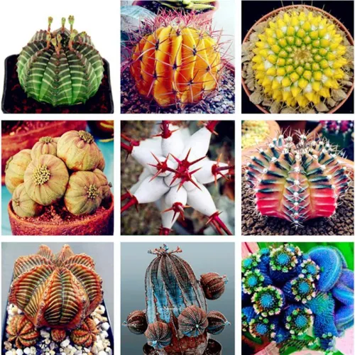 50Pcs Succulent Plants Seeds Garden Nature Euphorbia Obesa Plants Home Rare Cactus Flower Essence Lip Mask VE-29