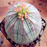 50Pcs Succulent Plants Seeds Garden Nature Euphorbia Obesa Plants Home Rare Cactus Flower Essence Lip Mask VE-29