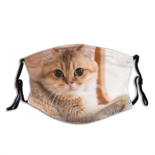 yanfind Isolated Whisker Young Cat British Cute Shorthair Grey Pedigree Pretty Pet Fluffy Dust Washable Reusable Filter and Reusable Mouth Warm Windproof Cotton Face