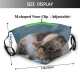 yanfind Isolated Fur Young Cat Kitty Cute Beautiful Pretty Face Wash Pet Sleep Dust Washable Reusable Filter and Reusable Mouth Warm Windproof Cotton Face