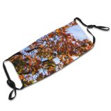 yanfind Temperate Sky Sun Autumn Branches Woody Colourful Leaves Branch Sky Plant Fall Dust Washable Reusable Filter and Reusable Mouth Warm Windproof Cotton Face