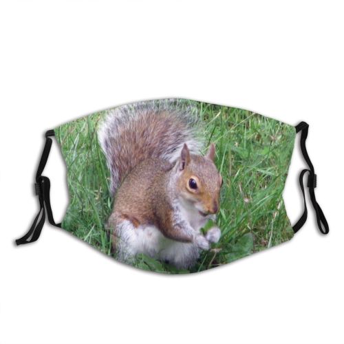 yanfind Vertebrate Garden Terrestrial Squirrel Eatting Fox Squirrel Grey Grass Whiskers Wildlife Snout Dust Washable Reusable Filter and Reusable Mouth Warm Windproof Cotton Face