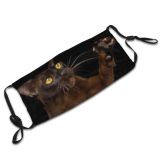 yanfind Isolated Fur Young Cat Cute Burmese Carnivore Lazy Mirror Amaizing Unhappy Staring Dust Washable Reusable Filter and Reusable Mouth Warm Windproof Cotton Face