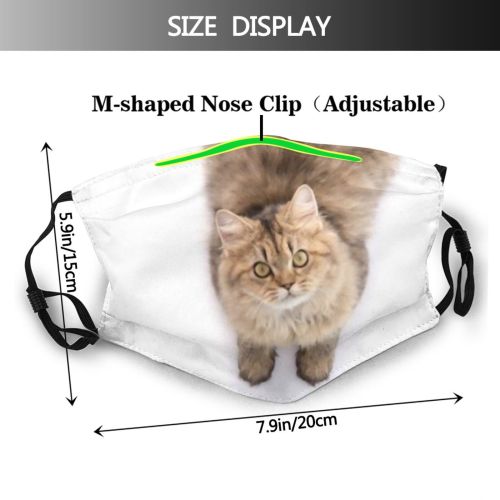 yanfind Isolated Persia Fur Young Little Cat British Cute Hungry Coon Big Want Dust Washable Reusable Filter and Reusable Mouth Warm Windproof Cotton Face