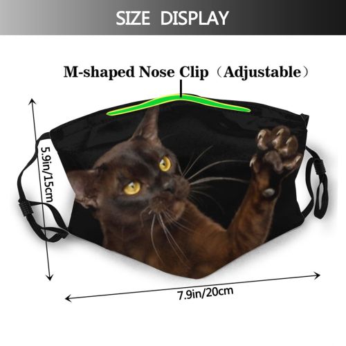 yanfind Isolated Fur Young Cat Cute Burmese Carnivore Lazy Mirror Amaizing Unhappy Staring Dust Washable Reusable Filter and Reusable Mouth Warm Windproof Cotton Face