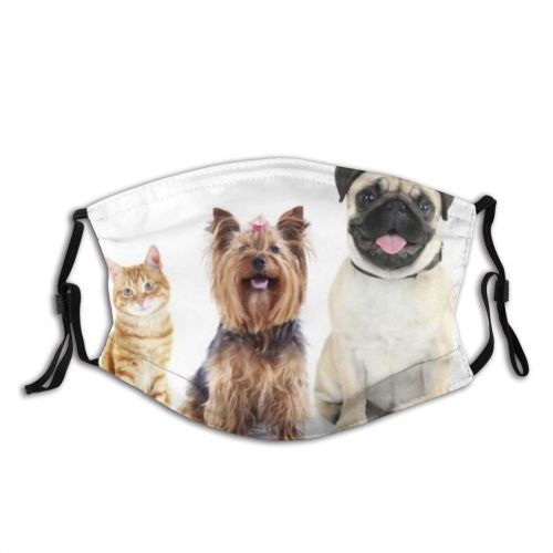 yanfind Isolated Fur Fashion Young Little Cat Cute Yorkie Dog Puppy Pedigree Posing Dust Washable Reusable Filter and Reusable Mouth Warm Windproof Cotton Face