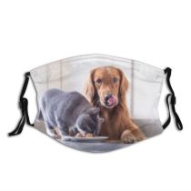 yanfind Company Lovely Intermission Cat Sharing British Pure Shorthair Friendly Dog Along Interesting Dust Washable Reusable Filter and Reusable Mouth Warm Windproof Cotton Face