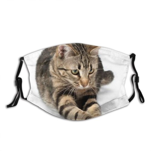yanfind Isolated Lovely Young Little Cat Kitty Cute Striped Jump Adorable Active Purr Dust Washable Reusable Filter and Reusable Mouth Warm Windproof Cotton Face