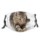 yanfind Isolated Lovely Young Little Cat Kitty Cute Striped Jump Adorable Active Purr Dust Washable Reusable Filter and Reusable Mouth Warm Windproof Cotton Face