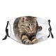 yanfind Isolated Lovely Young Little Cat Kitty Cute Striped Jump Adorable Active Purr Dust Washable Reusable Filter and Reusable Mouth Warm Windproof Cotton Face