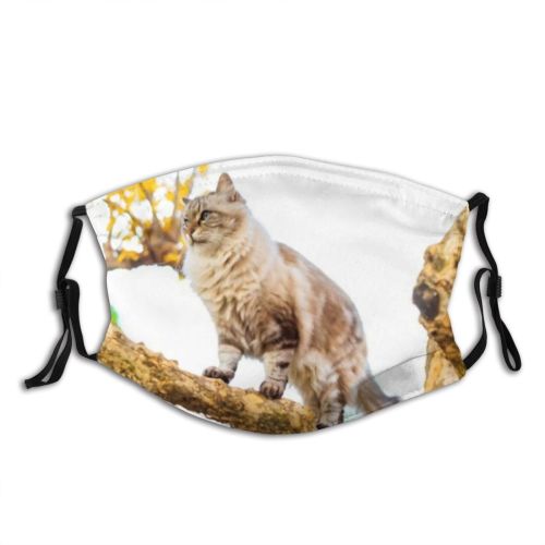yanfind Garden Fur Hunter Meow Cat Kitty Cute Striped Limb Emotions Wildlife Summer Dust Washable Reusable Filter and Reusable Mouth Warm Windproof Cotton Face