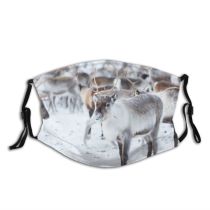 yanfind Ice Europe Frost Scandinavia Landscape Reindeer Frozen Wild Lapland Polar Foreground Snow Dust Washable Reusable Filter and Reusable Mouth Warm Windproof Cotton Face