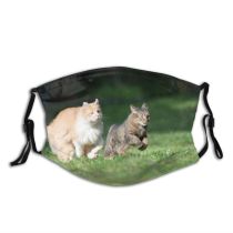 yanfind Other Escaping Garden Fur Sunlight Cat Backyard Fawn Racing Shorthair Coon Attack Dust Washable Reusable Filter and Reusable Mouth Warm Windproof Cotton Face