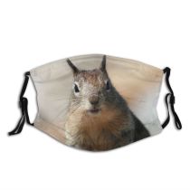 yanfind Vertebrate Chipmunk Ground Trees Squirrel Fox Squirrel Forrest Rocks Squirrels Whiskers Wildlife Dust Washable Reusable Filter and Reusable Mouth Warm Windproof Cotton Face