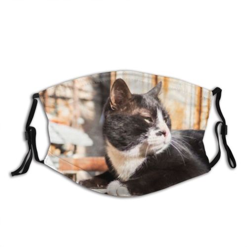 yanfind Garden Lovely Fur Life Young Little Cat Village Cute Kitty Grey Lazy Dust Washable Reusable Filter and Reusable Mouth Warm Windproof Cotton Face