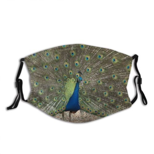 yanfind Plumage Tail Bird Peafowl Bird Organism Feathers Tree Phasianidae Galliformes Peacock Wildlife Dust Washable Reusable Filter and Reusable Mouth Warm Windproof Cotton Face