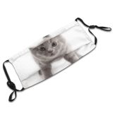 yanfind Isolated Fur Young Cat Kitty British Cute Carnivore Grey Pedigreed Pedigree Baby Dust Washable Reusable Filter and Reusable Mouth Warm Windproof Cotton Face