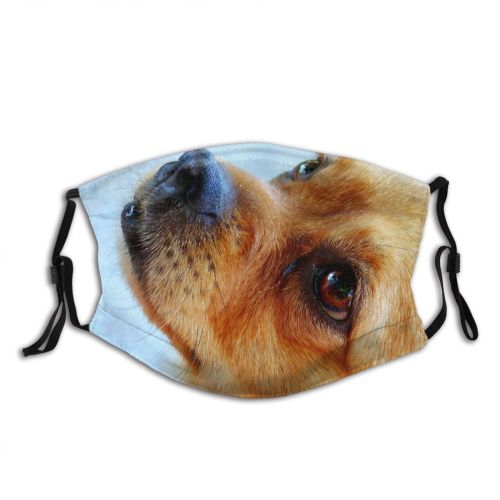 yanfind Dog Companion Carnivore Canidae Eye Nose Snout Dog Dust Washable Reusable Filter and Reusable Mouth Warm Windproof Cotton Face