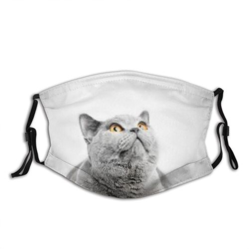 yanfind Isolated Fur Young Cat British Cute Resting Amazed Shorthair Grey Purr Above Dust Washable Reusable Filter and Reusable Mouth Warm Windproof Cotton Face