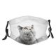 yanfind Isolated Fur Young Cat British Cute Resting Amazed Shorthair Grey Purr Above Dust Washable Reusable Filter and Reusable Mouth Warm Windproof Cotton Face