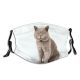 yanfind Isolated Fur Cat British Cute Shorthair Grey Pedigree Shot Pet Cats Fluffy Dust Washable Reusable Filter and Reusable Mouth Warm Windproof Cotton Face