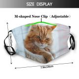 yanfind Isolated Fur Young Cat Kitty Cute Coon Big Ginger Baby Curious Beautiful Dust Washable Reusable Filter and Reusable Mouth Warm Windproof Cotton Face