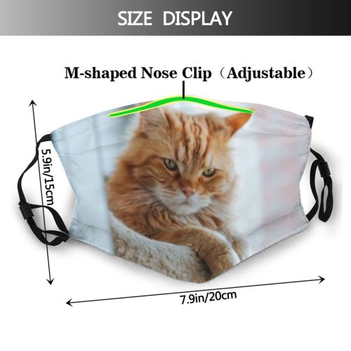 yanfind Isolated Fur Young Cat Kitty Cute Coon Big Ginger Baby Curious Beautiful Dust Washable Reusable Filter and Reusable Mouth Warm Windproof Cotton Face