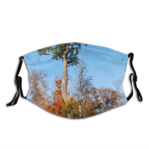yanfind Bushes Trunk Natural Woody Leaves Landscape Sky Plant Romantic Bush Wood Leaf Dust Washable Reusable Filter and Reusable Mouth Warm Windproof Cotton Face