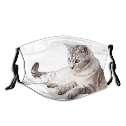 yanfind Isolated Fur Young Striped Cat Kitty Cute Attention European Staring Beautiful Pretty Dust Washable Reusable Filter and Reusable Mouth Warm Windproof Cotton Face