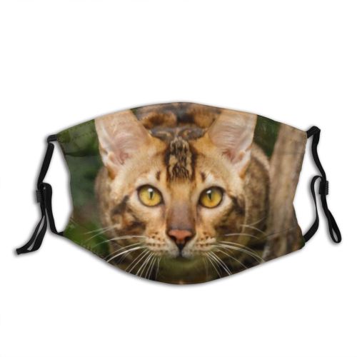 yanfind Garden Fur Hunter Little Cat Kitty Cute Striped Attention Nose Nobody Watching Dust Washable Reusable Filter and Reusable Mouth Warm Windproof Cotton Face