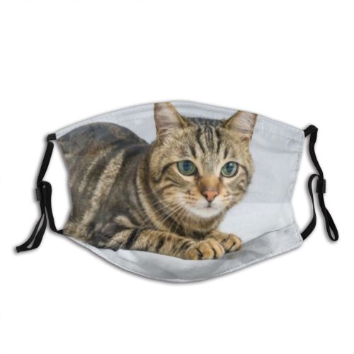 yanfind Isolated Bedroom Fur Young Bed Cat Kitty Cute Kittens Shorthair Grey Pillow   Dust Washable Reusable Filter and Reusable Mouth Warm Windproof Cotton Face