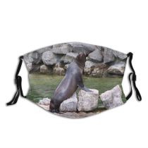 yanfind Steller Fur Harbor Sea Lion Organism Rock Seal Marine Wildlife California Seal Dust Washable Reusable Filter and Reusable Mouth Warm Windproof Cotton Face
