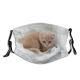 yanfind Cat Kitty Cute Dress Wedding Beautiful Pretty Pet Fluffy Portrait Funny Kitten Dust Washable Reusable Filter and Reusable Mouth Warm Windproof Cotton Face