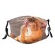 yanfind Isolated Comfort Happiness Fur Young Cat Licking Cute Interior Wildlife Relax Beautiful Dust Washable Reusable Filter and Reusable Mouth Warm Windproof Cotton Face