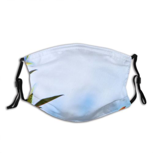 yanfind Winter Texture Sky Stem Leaves Vegetation Holly Plant Fall Sky Flower Flowering Dust Washable Reusable Filter and Reusable Mouth Warm Windproof Cotton Face