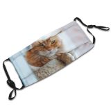 yanfind Isolated Fur Young Cat Kitty Cute Coon Big Ginger Baby Curious Beautiful Dust Washable Reusable Filter and Reusable Mouth Warm Windproof Cotton Face