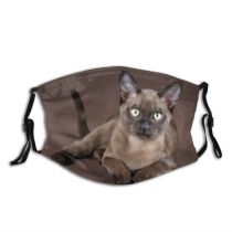 yanfind Fur Young Cat Kitty Cute Burmese Charming Beautiful Pet Studio Eyes Tail Dust Washable Reusable Filter and Reusable Mouth Warm Windproof Cotton Face