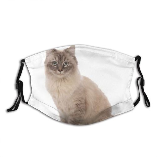 yanfind Isolated Fur Little Cat Kitty Cute Turkish Grey Hide Seated Pet Eyes Dust Washable Reusable Filter and Reusable Mouth Warm Windproof Cotton Face