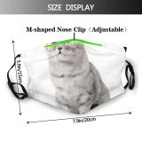 yanfind Isolated Unusual Manager Young Stern Cat British Cute Shorthair Grumpy Grey Haughty Dust Washable Reusable Filter and Reusable Mouth Warm Windproof Cotton Face