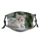 yanfind Isolated Fur Young Striped Cat British Cute Lifestyles Shorthair Hobby Room Posing Dust Washable Reusable Filter and Reusable Mouth Warm Windproof Cotton Face
