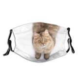 yanfind Isolated Persia Fur Young Little Cat British Cute Hungry Coon Big Want Dust Washable Reusable Filter and Reusable Mouth Warm Windproof Cotton Face