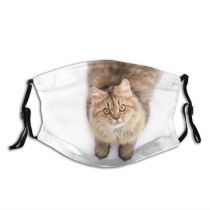 yanfind Isolated Persia Fur Young Little Cat British Cute Hungry Coon Big Want Dust Washable Reusable Filter and Reusable Mouth Warm Windproof Cotton Face