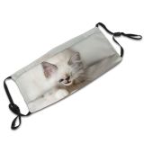 yanfind Isolated Fur Young Cat Kitty Cute Grey Interior Sacred Laundry Relax Birman Dust Washable Reusable Filter and Reusable Mouth Warm Windproof Cotton Face