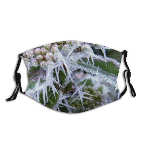 yanfind Winter Flower Frost Subshrub Friedmann Heracleum Plant Ice Flower Flowering Leaf Frost Dust Washable Reusable Filter and Reusable Mouth Warm Windproof Cotton Face
