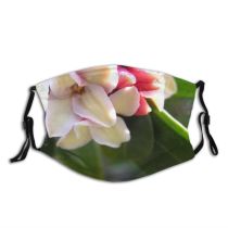 yanfind Flowering Flower Macro Macro Leaf Plant Spring Plant Botany Bud Petal Flower Dust Washable Reusable Filter and Reusable Mouth Warm Windproof Cotton Face